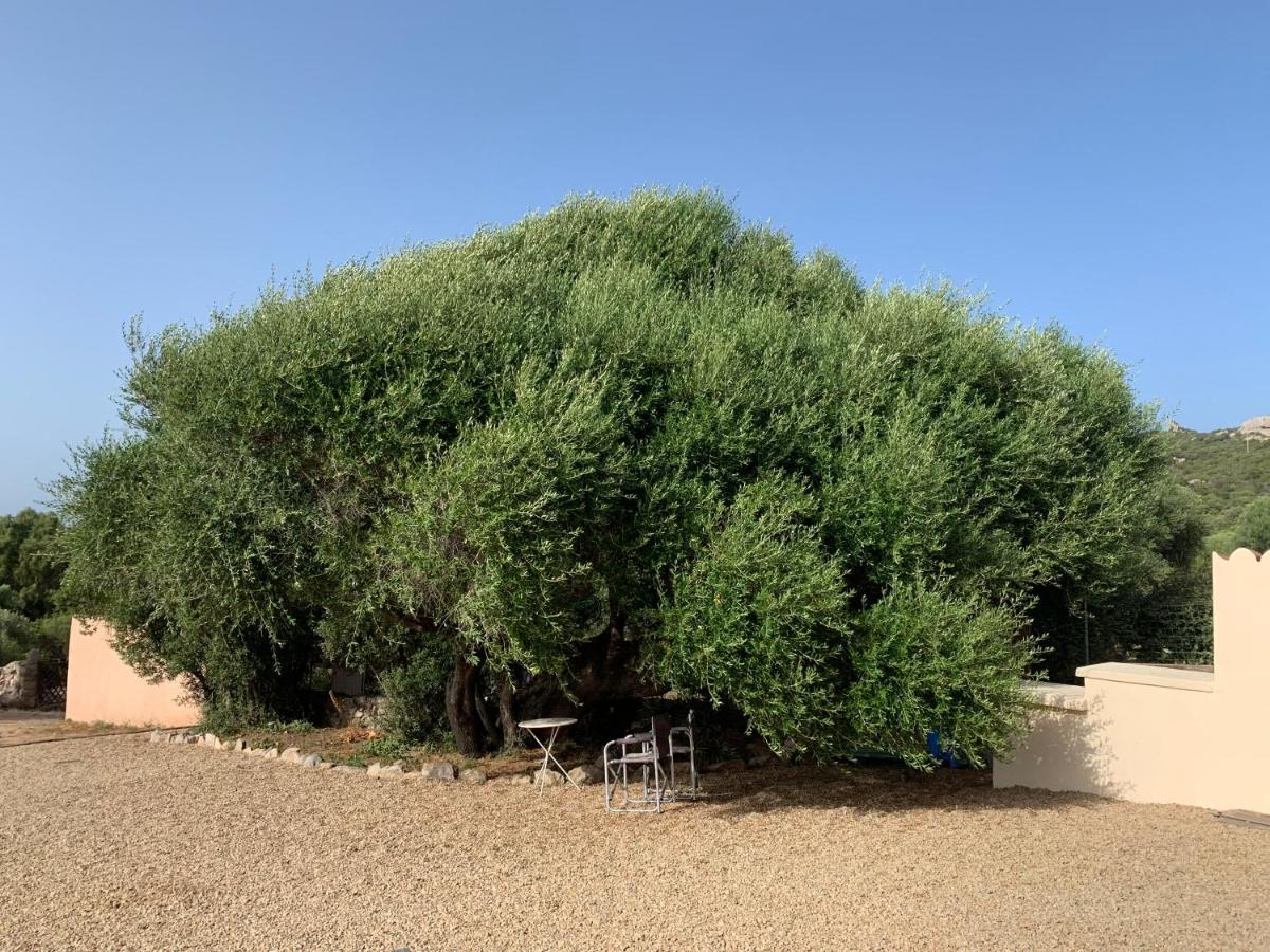 Stazzu Nuraghe Mannucciu Guest House เรนามาจอเร ภายนอก รูปภาพ